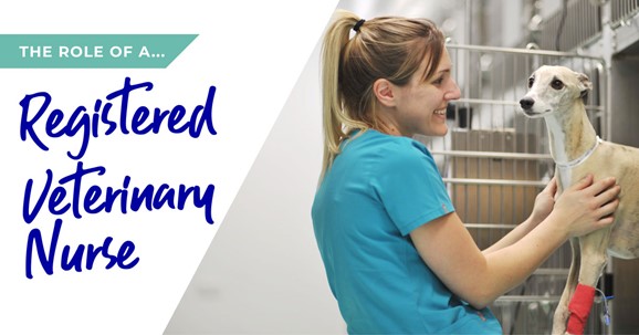The role of a veterinary nurse in Guildford
